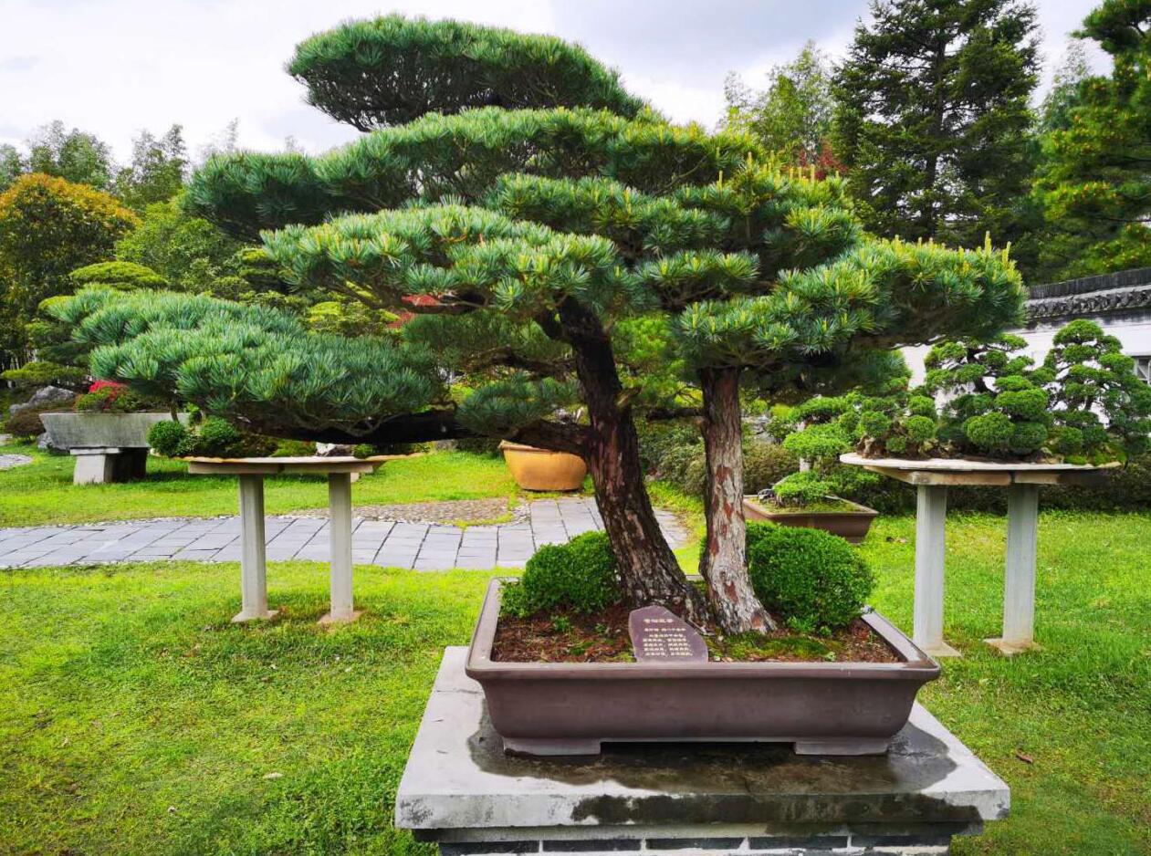 1588737101850737.jpg 1588737101850737.jpg